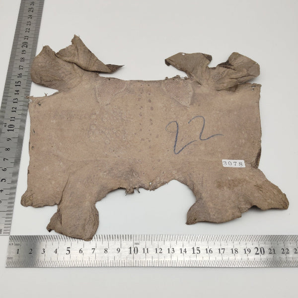 カエル革【最大幅21cm】カフェオレ/ ツヤ有/ fr3078