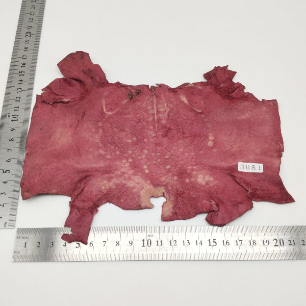 カエル革【最大幅22cm】ワイン/ ツヤ有/ fr3081