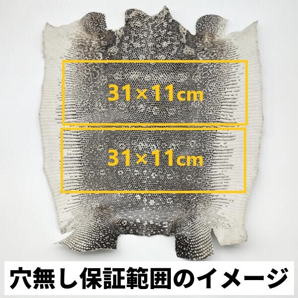 トカゲ革【最大幅35cm前後】グリーングラデーション/ツヤ強/腹割/8514