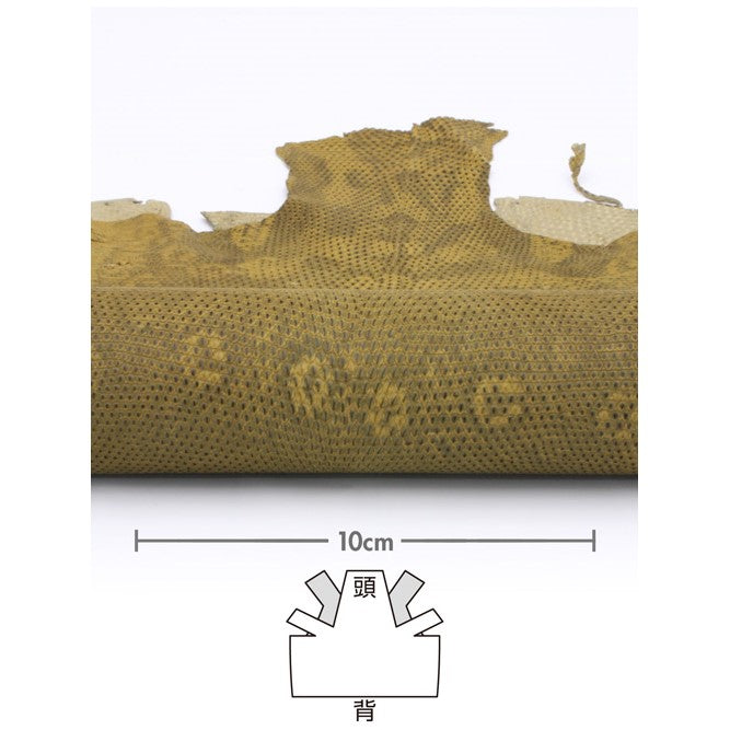 トカゲ革【最大幅29cm/サイズ保証21×21cm】マスタード/マット/腹割/tkg781