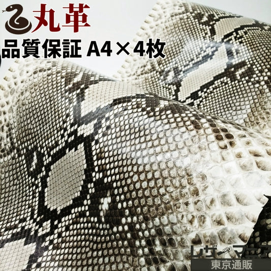 錦蛇 素材 販売