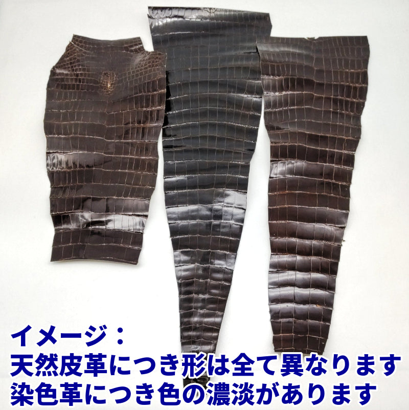 ワニ切革/クロコダイル/テール部分【サイズ保証】濃茶/ツヤ強/w902