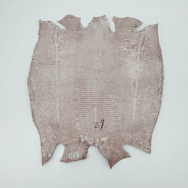 トカゲ革【最大幅29cm】グレージュ/ツヤ強/背割/3232