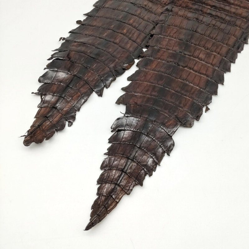 ワニ丸革/カイマン【品質保証21×21cm】ダークチョコ/半ツヤ/wc32-21