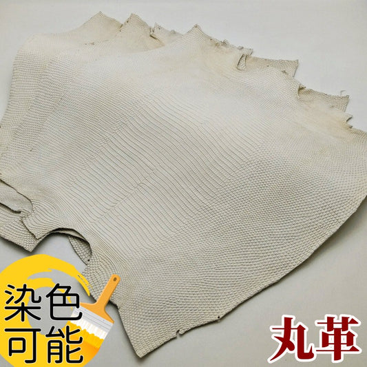 染 蜥蜴