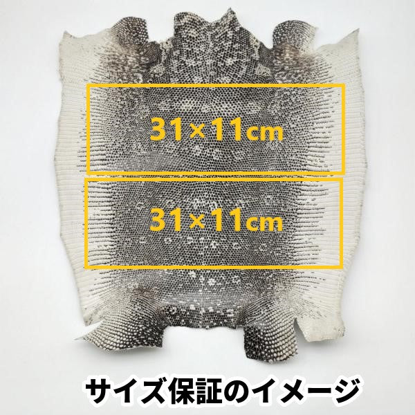 トカゲ革【最大幅35cm前後】ブラック/ツヤ強/腹割/t616