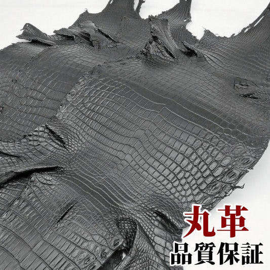 鰐 黒