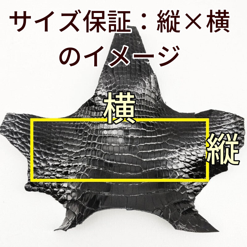 ワニ切革/クロコダイル/アゴ部分【サイズ保証】濃茶/ツヤ強/w889