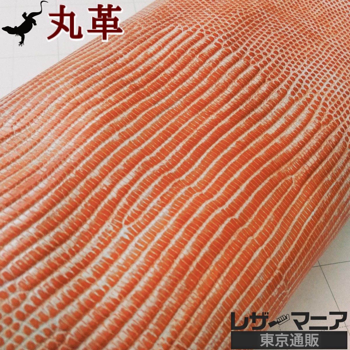 リングトカゲ 販売