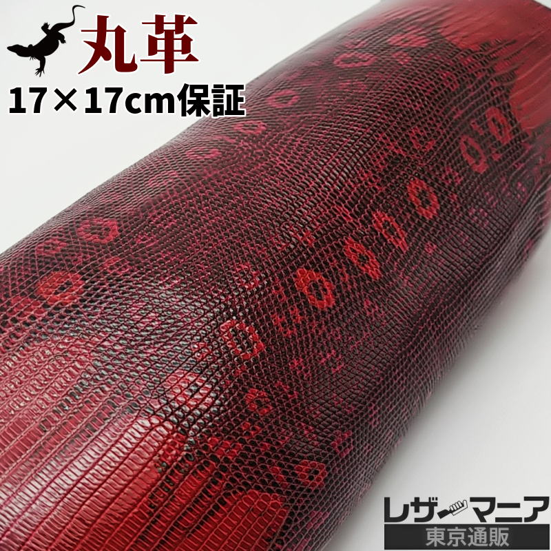 リングトカゲ 販売