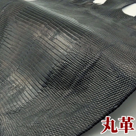 蜥蜴 素材