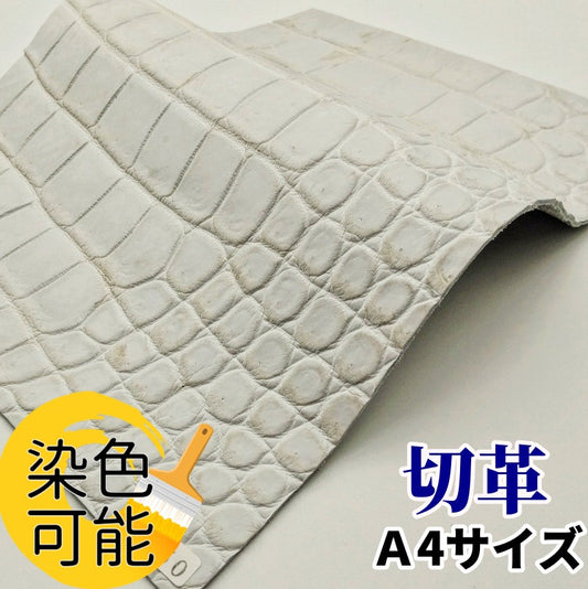 鰐 素材