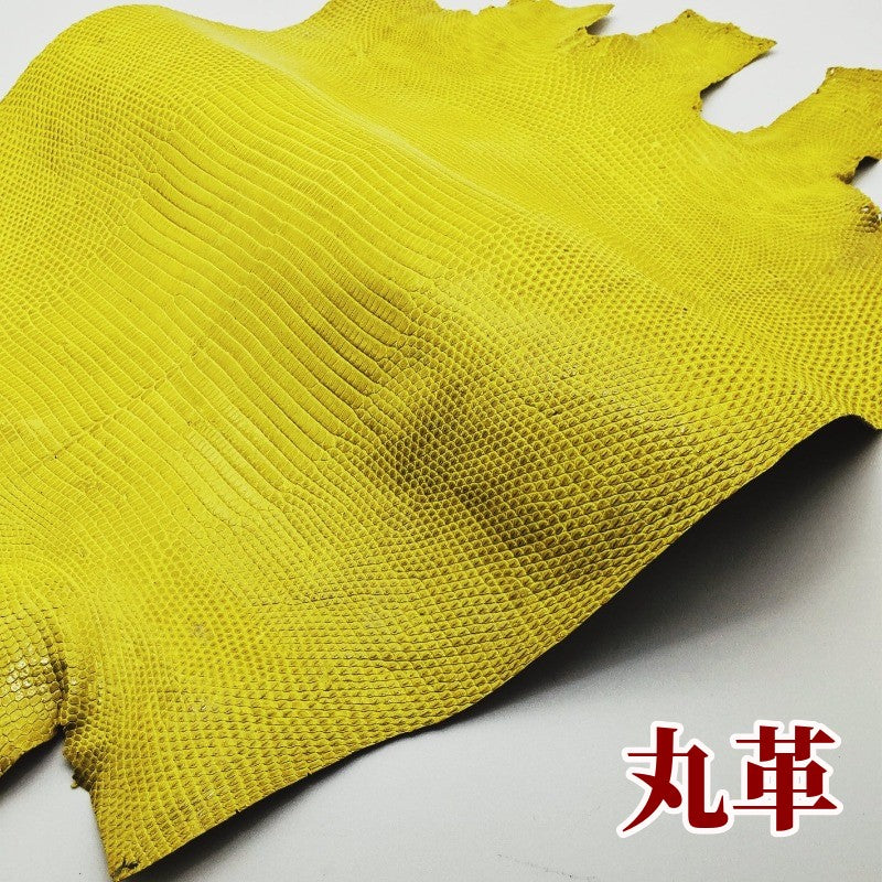 蜥蜴 素材