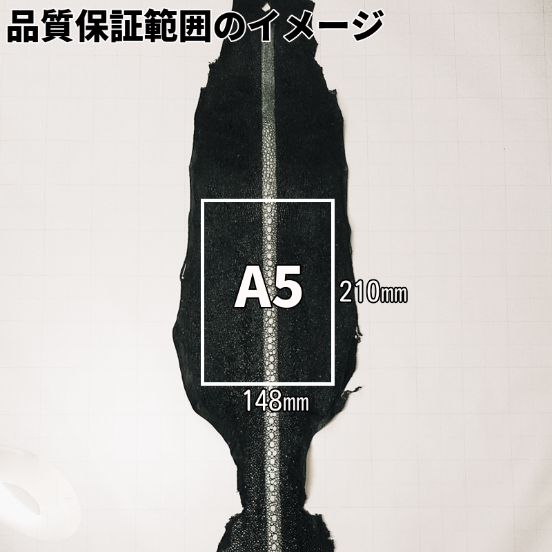 スティングレー 大きさ