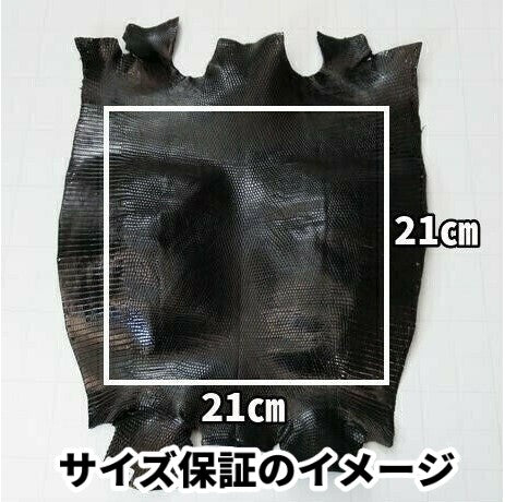 トカゲ革【最大幅25cm前後】エメラルドグリーン/ツヤ強/腹割/t610