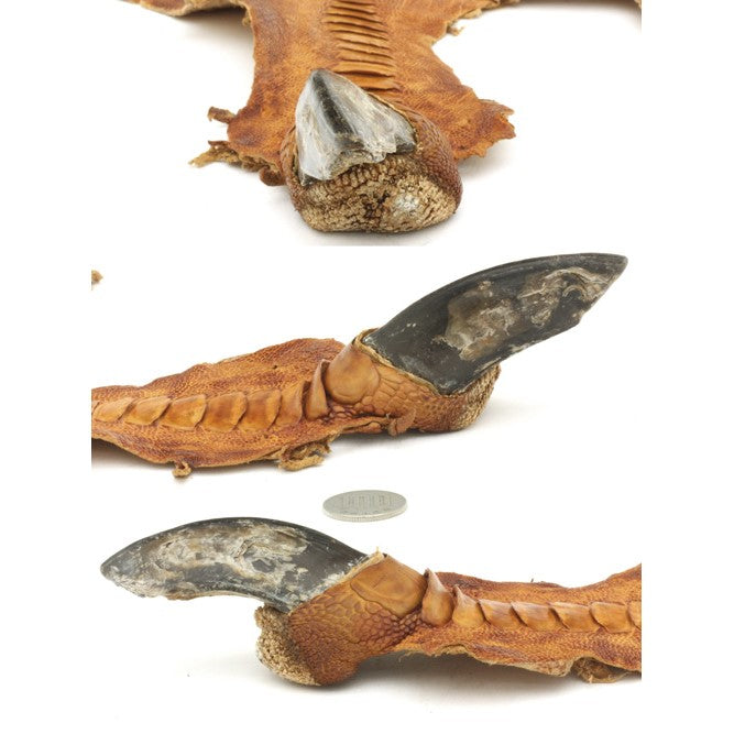 ダチョウの足 特徴