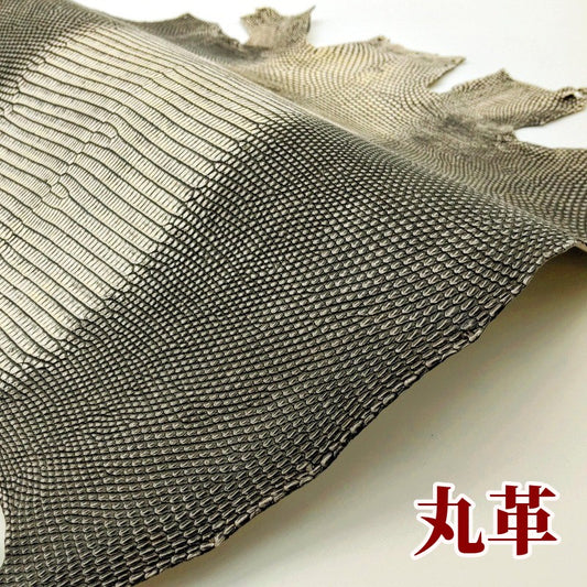 蜥蜴 素材