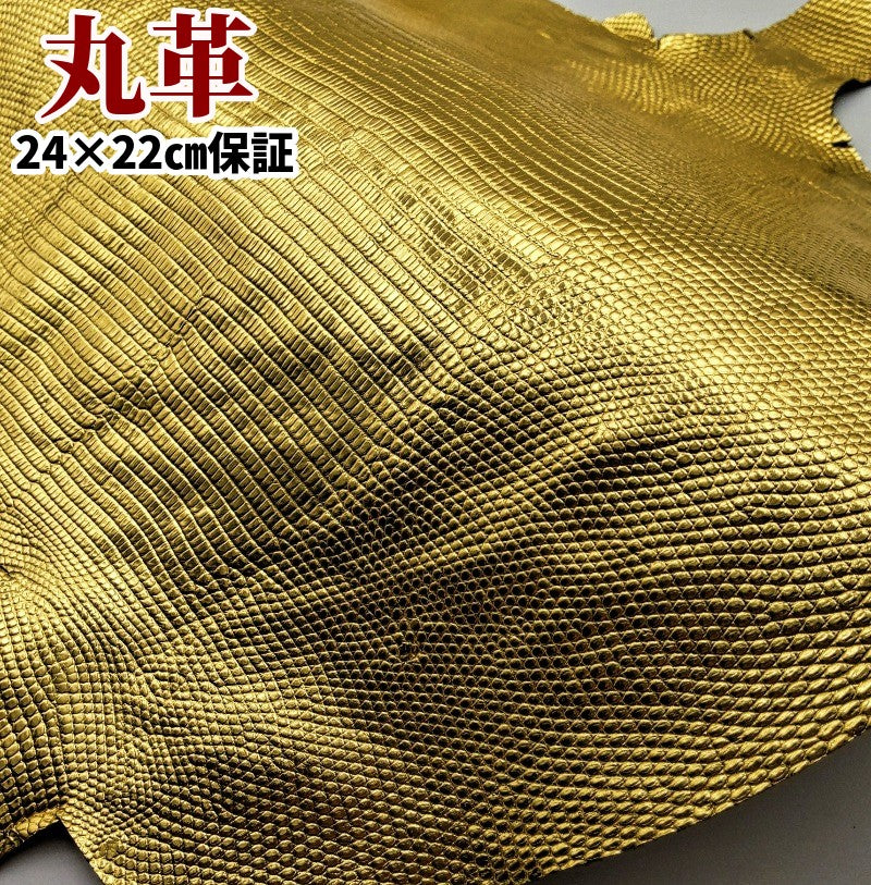 蜥蜴 素材