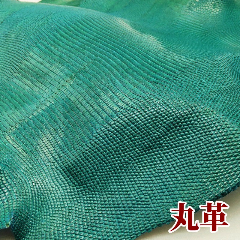 蜥蜴 素材