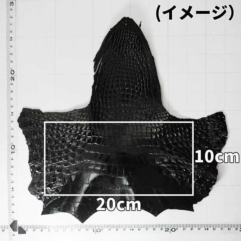 ワニ革 サイズ