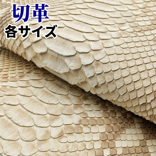 蛇 きれい