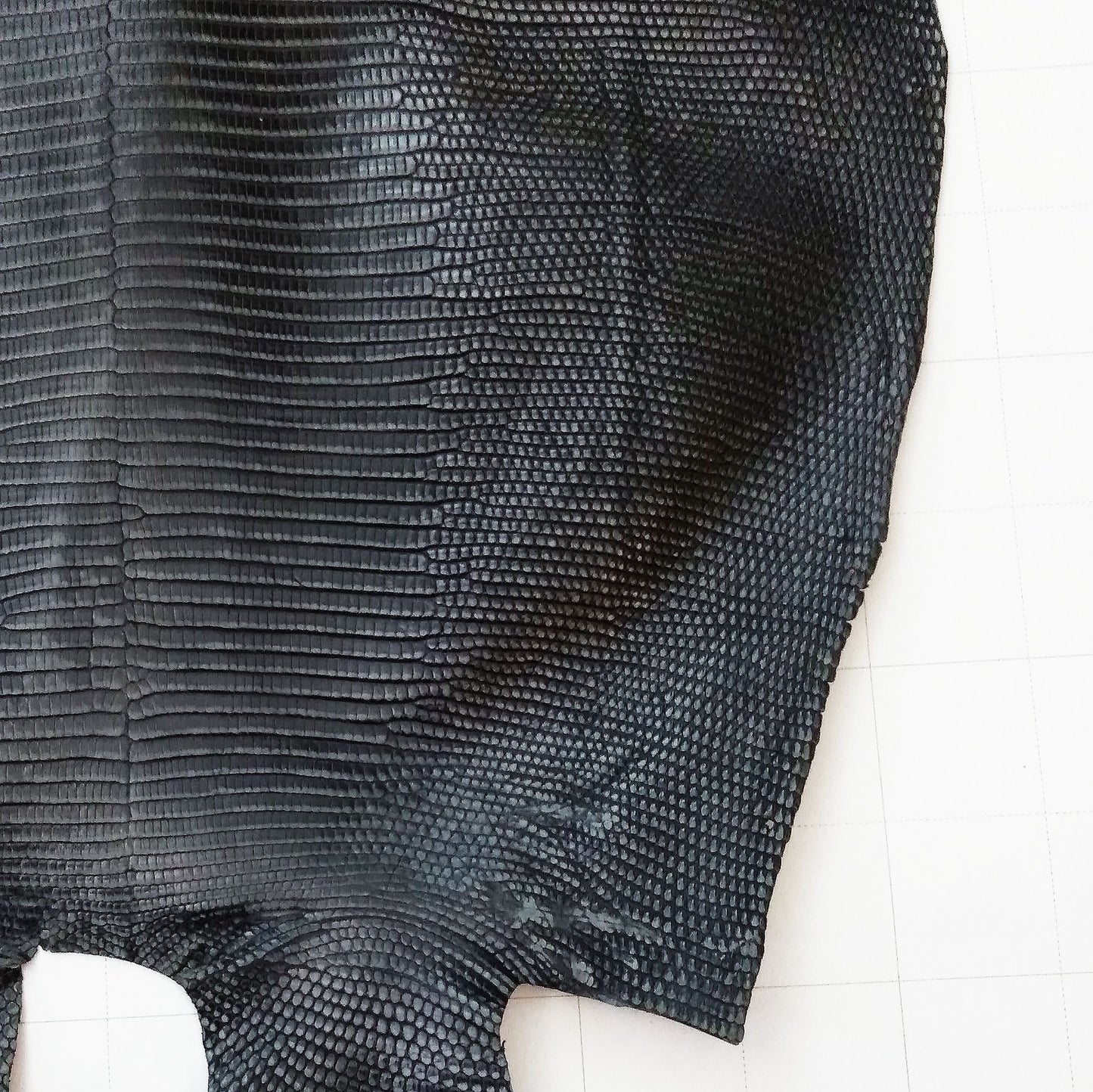 リングトカゲ 特徴