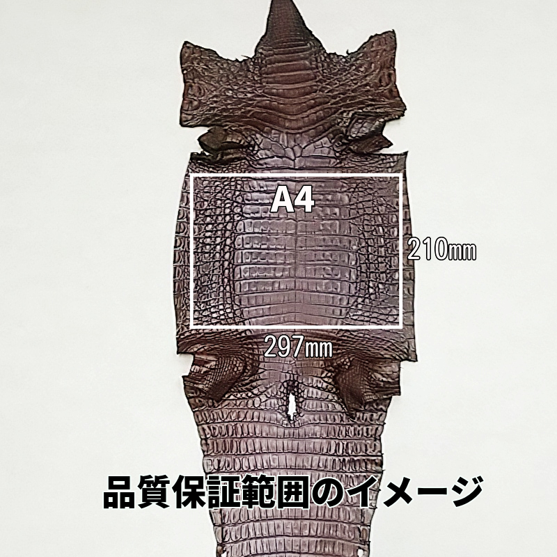 ワニ革 サイズ