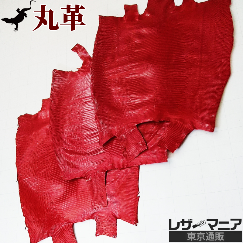 リングトカゲ 販売