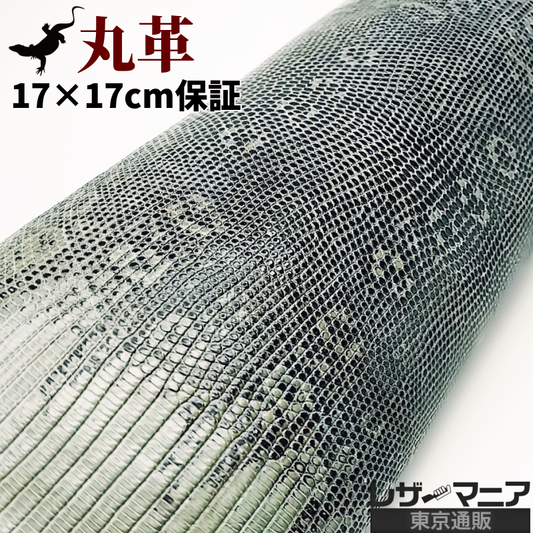 リングトカゲ 販売