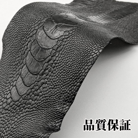 駝鳥 素材