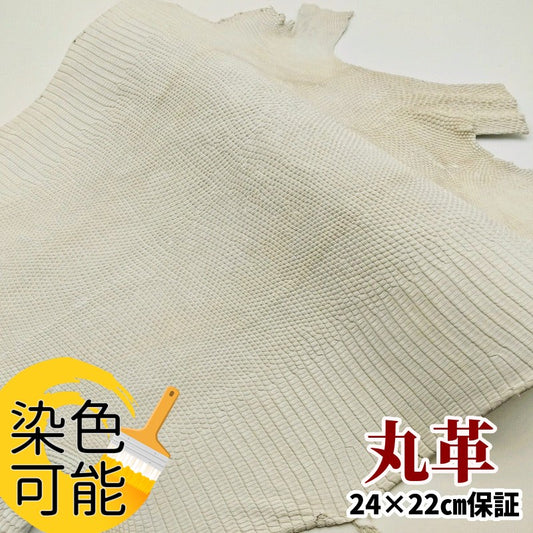 蜥蜴 素材