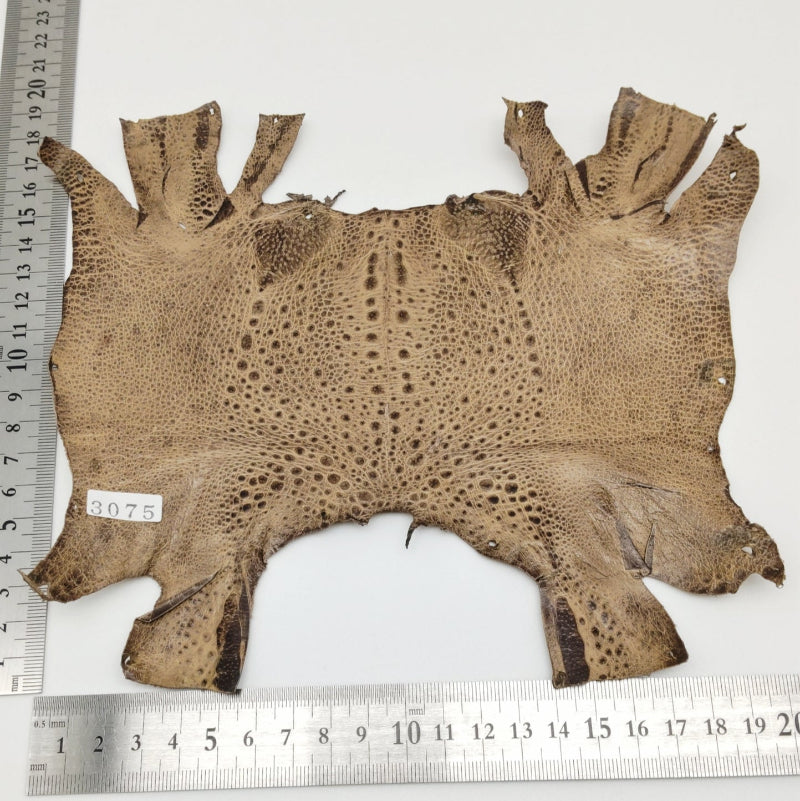 カエル革【最大幅20cm】カフェオレ/ ツヤ有/ fr3075