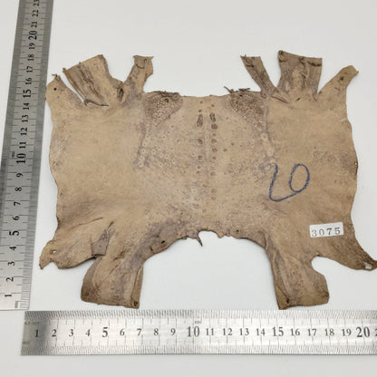 カエル革【最大幅20cm】カフェオレ/ ツヤ有/ fr3075