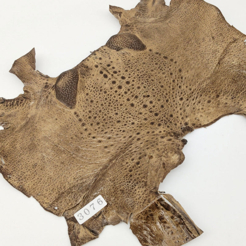 カエル革【最大幅21cm】カフェオレ/ ツヤ有/ fr3076