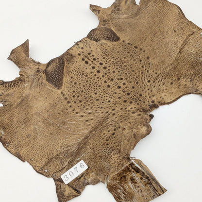 カエル革【最大幅21cm】カフェオレ/ ツヤ有/ fr3076