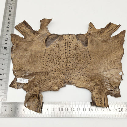 カエル革【最大幅21cm】カフェオレ/ ツヤ有/ fr3076