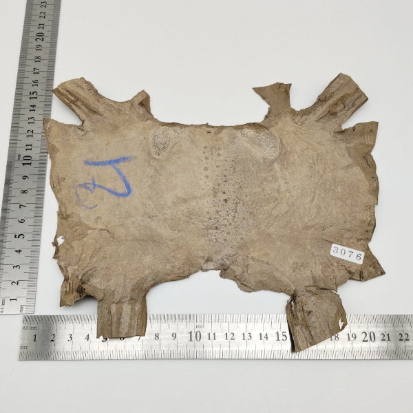 カエル革【最大幅21cm】カフェオレ/ ツヤ有/ fr3076