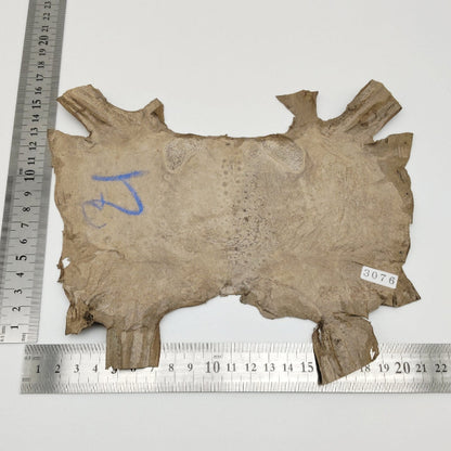 カエル革【最大幅21cm】カフェオレ/ ツヤ有/ fr3076