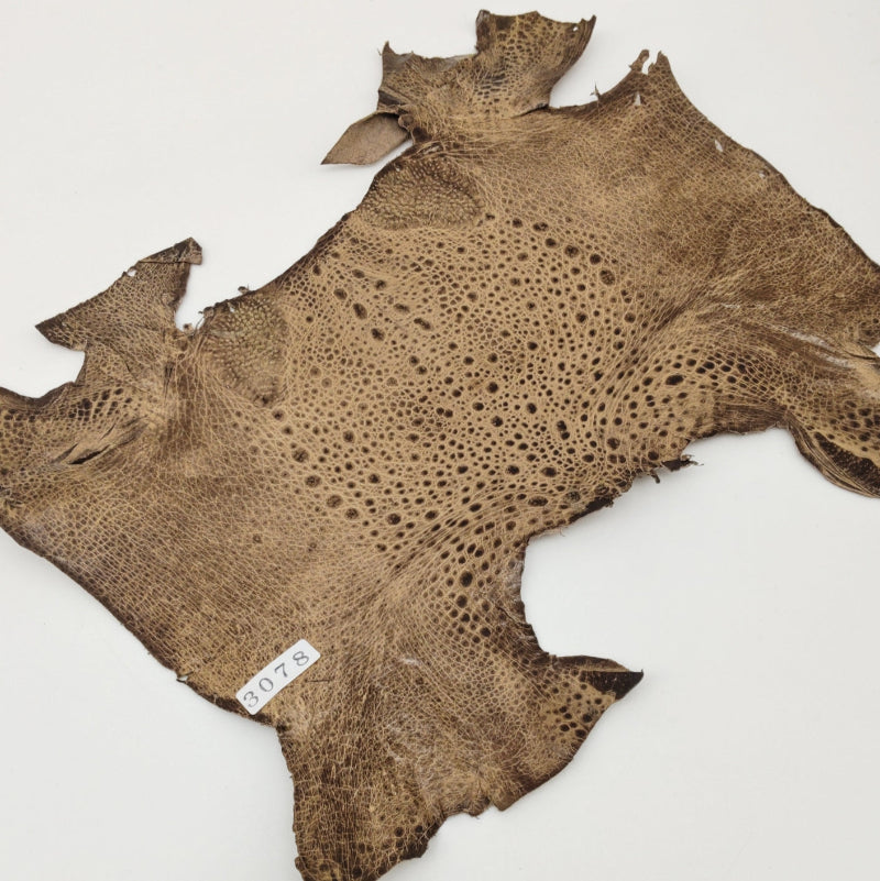 カエル革【最大幅21cm】カフェオレ/ ツヤ有/ fr3078