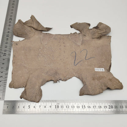 カエル革【最大幅21cm】カフェオレ/ ツヤ有/ fr3078