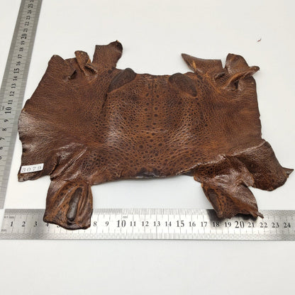 カエル革【最大幅23cm】チョコレート/ ツヤ有/ fr3079