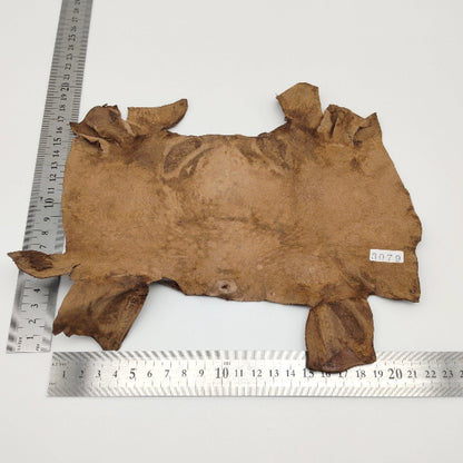 カエル革【最大幅23cm】チョコレート/ ツヤ有/ fr3079