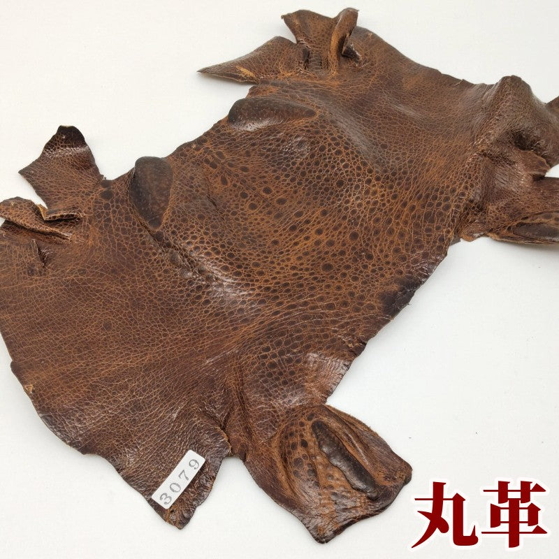 めずらしい　かえる