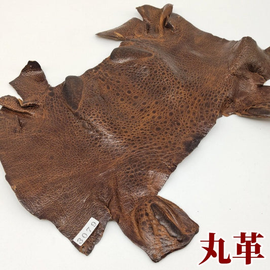 めずらしい　かえる