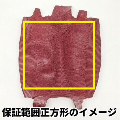 トカゲ革【最大幅24cm前後】ワイン/ツヤ強/腹割/t619