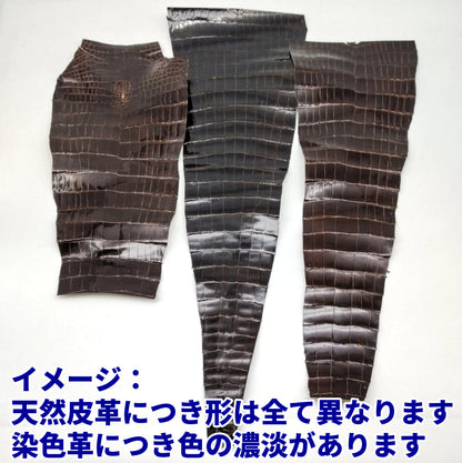ワニ切革/クロコダイル/テール部分【サイズ保証】濃茶/ツヤ強/w902