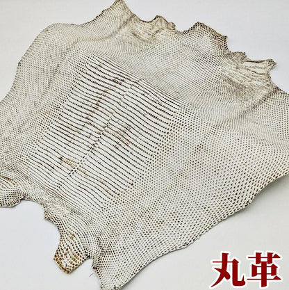 蜥蜴　革素材