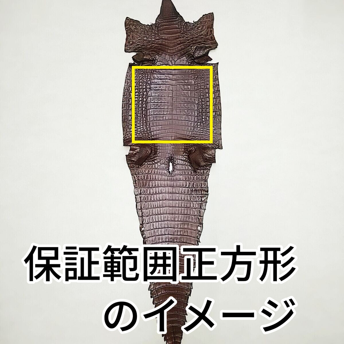 ワニ丸革/カイマン【品質保証21×21cm】ダークチョコ/半ツヤ/wc32-21