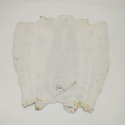 リザード黒桟革【最大幅32cm】白×生漆/ツヤ中/背割/8608hk