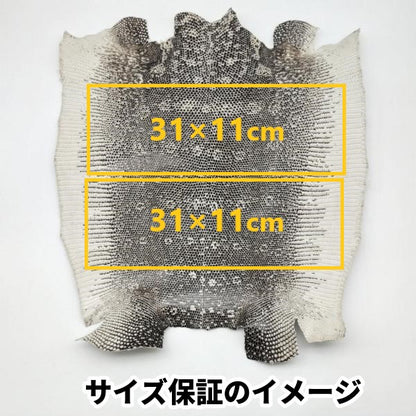 トカゲ革【最大幅35cm前後】ブラック/ツヤ強/腹割/t616